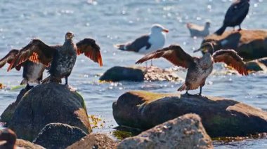 Danimarka 'nın deniz kıyısında büyük ördekler.