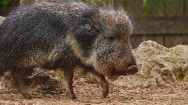 Yaban domuzu türünün yakın çekimi..