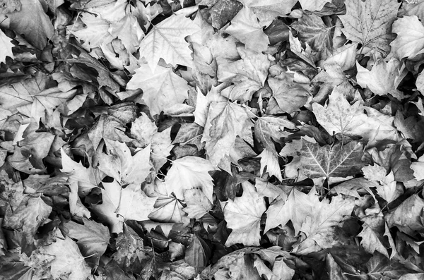 Résumé des feuilles d'automne — Photo