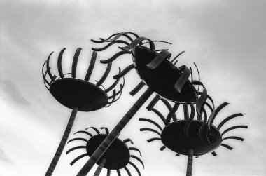 Sonic Bloom