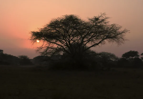 Dornenbaum im Morgengrauen — Stockfoto