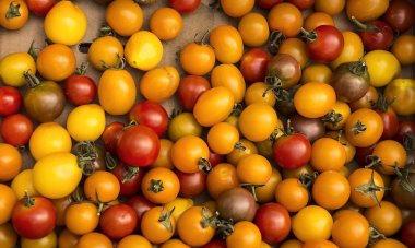 Organik domates hasat