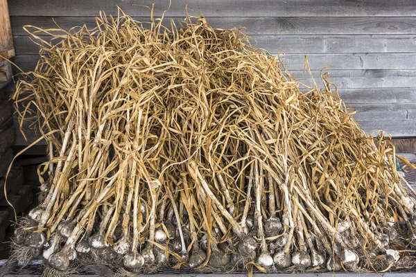 Rauwe biologische knoflook op boerderij — Stockfoto