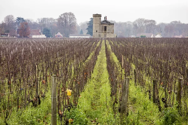 Vingård i Bourgogne — Stockfoto