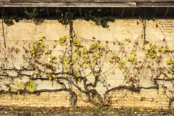 Grapevine On Wall — Stock Photo, Image