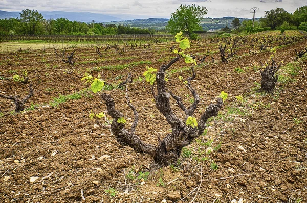 Виноград весной — стоковое фото