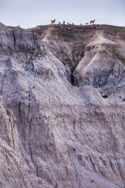 Dickhornschafherde auf einem Hügel — Stockfoto