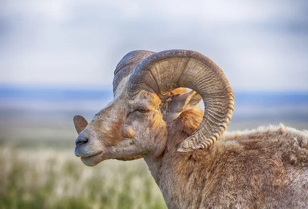 Mâle mouflon mouflon avec cornes — Photo