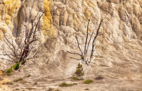 Mrtvé stromy na mamutí horké prameny — Stock fotografie