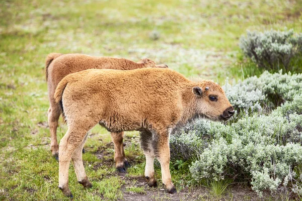 American Bison Baby Calf Stock Image