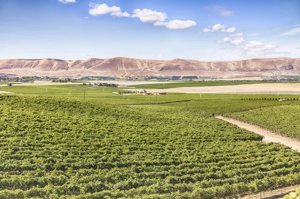 Vineyards On Red Mountain — Stock Photo, Image