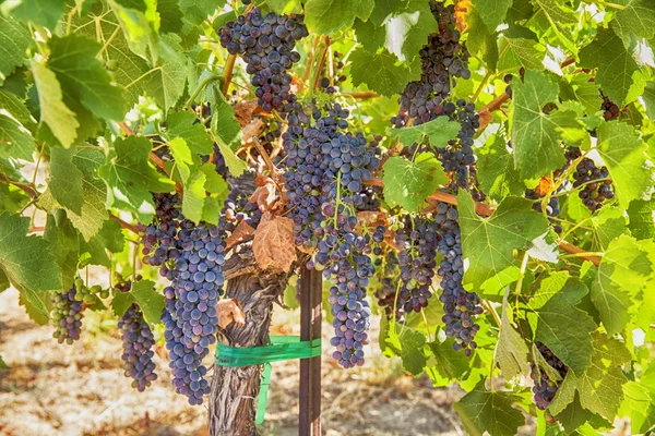 Rijp Syrah druiven In de wijngaard Rechtenvrije Stockafbeeldingen