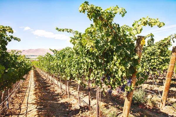 Reihe von Weinreben auf rotem Berg Stockbild