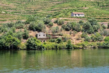 Birkaç küçük çiftlik binası Portekiz 'deki tarihi Douro Nehri Vadisi' ndeki su kıyısındaki üzüm bağlarını noktalıyor..