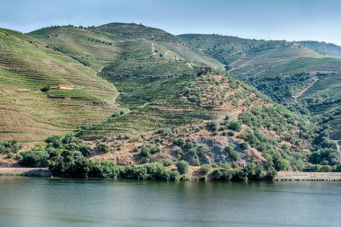 Portekiz 'in UNESCO Mirası Douro Nehri Vadisi' ndeki bağların huzurlu bir kırsal manzarası.