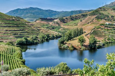 Üzüm bağları, Portekiz 'deki Douro Nehri Vadisi' nin tarihi UNESCO Dünya Mirası sahasındaki bir göl üzerindeki yamaçları dolduruyor..