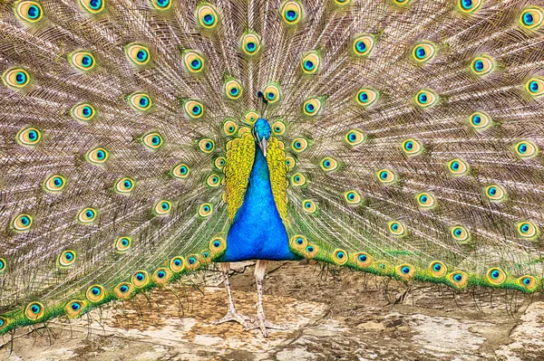 印度孔雀与充分的羽毛 — 图库照片