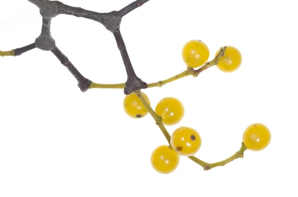 Beyaz arka planda sarı bereli ökseotu (Loranthus europaeus), Toskana, İtalya.