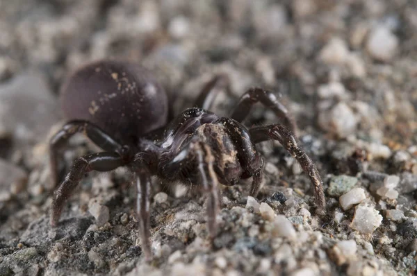 Ιστός Τσαντών Atypus Affinis Ιταλία — Φωτογραφία Αρχείου