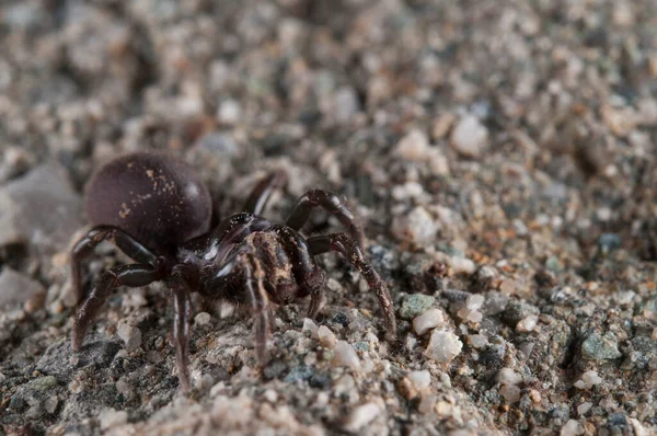 Purse Web Spider Atypus Affinis Itália — Fotografia de Stock