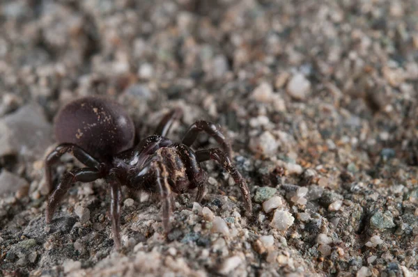 Ragno Borsetta Atypus Affinis Italia — Foto Stock