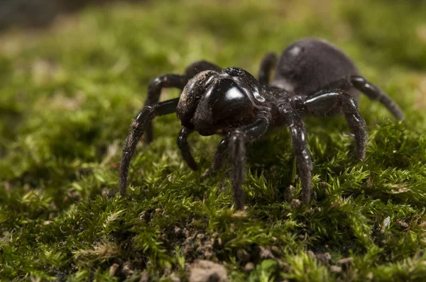 Çanta ağ örümceği (Atypus affinis), İtalya