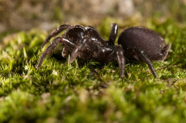 Çanta ağ örümceği (Atypus affinis), İtalya