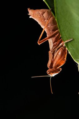 Siyah zemin üzerinde Avrupa cüce peygamber devesi (Ameles spallanzania), İtalya.