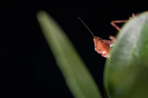 European Dwarf Mantis Ameles Spallanzania Black Background Italy — Stock Photo, Image