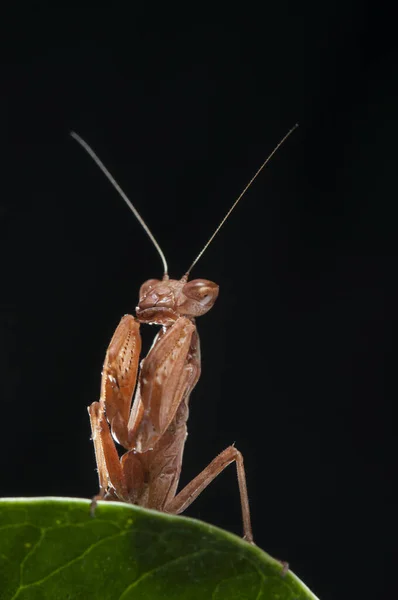 European Nanus Mantis Ameles Spallanzania Μαύρο Φόντο Ιταλία — Φωτογραφία Αρχείου