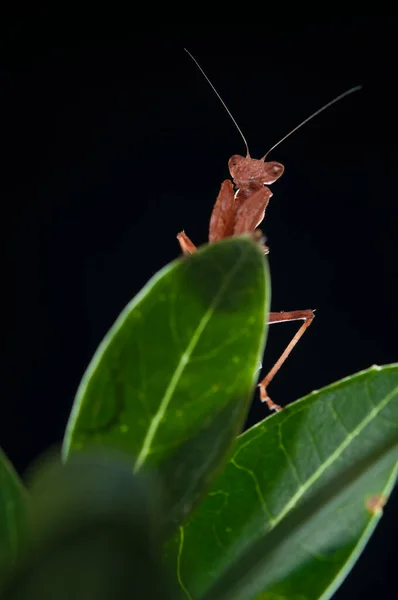 European Dwarf Mantis Ameles Spallanzania Black Background Italy — Stock Photo, Image