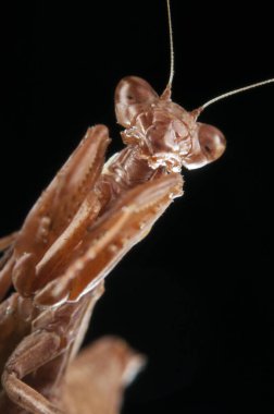 Siyah zemin üzerinde Avrupa cüce peygamber devesi (Ameles spallanzania), İtalya.