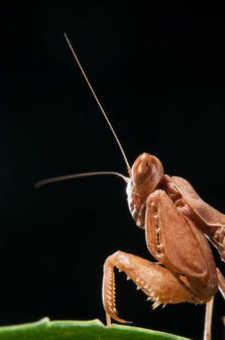 Siyah zemin üzerinde Avrupa cüce peygamber devesi (Ameles spallanzania), İtalya.