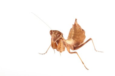 Beyaz arka planda Avrupa cüce peygamber devesi (Ameles spallanzania), İtalya.