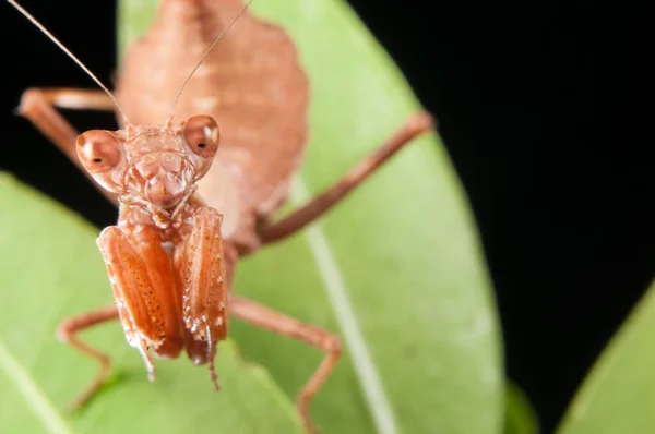 European Dwarf Mantis Ameles Spallanzania Black Background Italy — Stock Photo, Image