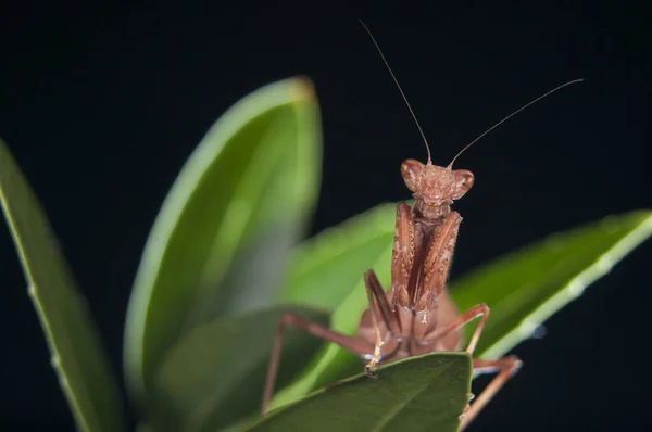 Mantis Enana Europea Ameles Spallanzania Sobre Fondo Negro Italia —  Fotos de Stock