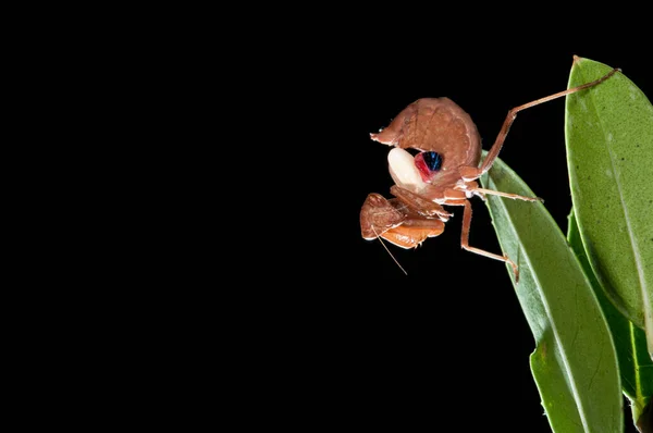 European Dwarf Mantis Ameles Spallanzania Black Background Italy — Stock Photo, Image