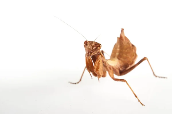 European Dwarf Mantis Ameles Spallanzania White Background Italy — Stock Photo, Image