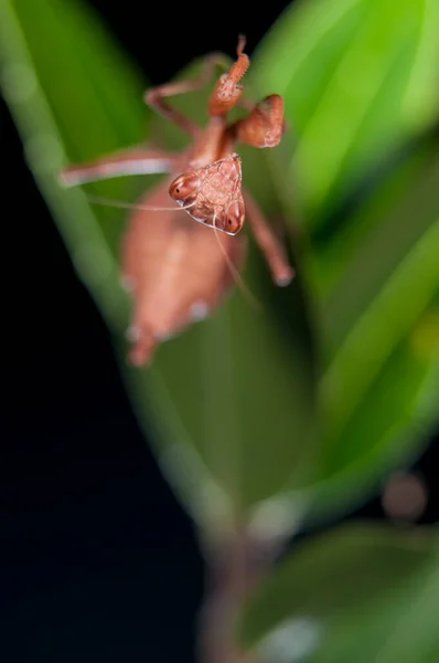 意大利黑色背景的欧洲矮螳螂 Ameles Spallanzania — 图库照片