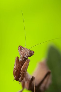 Avrupa cüce peygamber devesi (Ameles spallanzania) yeşil arka planda, İtalya.