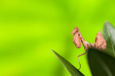 Avrupa cüce peygamber devesi (Ameles spallanzania) yeşil arka planda, İtalya.