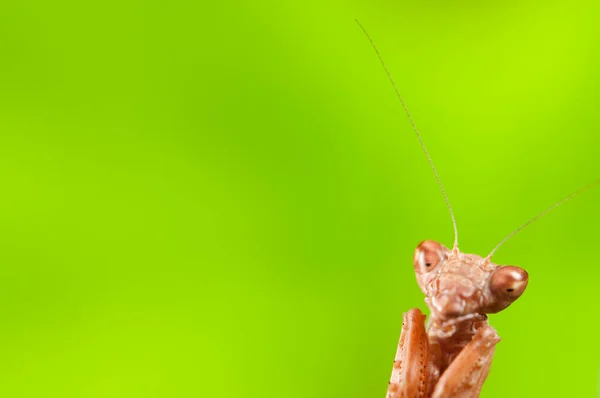 European Dwarf Mantis Ameles Spallanzania Green Background Italy — Stock Photo, Image