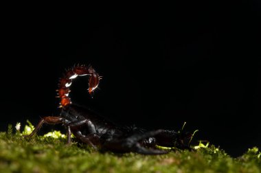 Küçük orman akrebi (Euscorpius sp.) siyah arkaplan, İtalya.