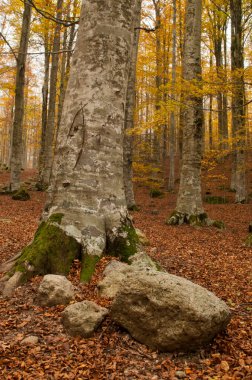 Monte Amiata 'da sonbaharda, Tuscany, İtalya' da Beech Ormanı (Fagus sylvatica)