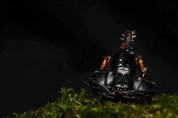 Pequeño Escorpión Madera Euscorpius Sobre Fondo Negro Italia —  Fotos de Stock