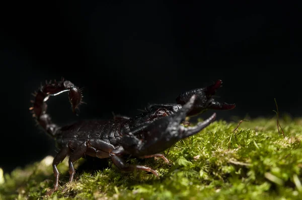 Liten Skorpion Euscorpius Svart Bakgrund Italien — Stockfoto