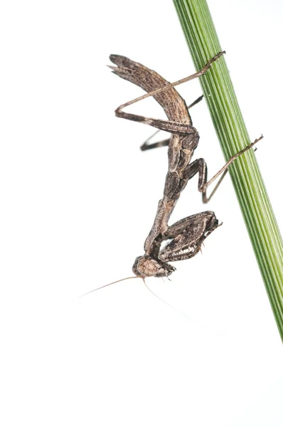 Mediterrâneo Mantis Chão Ameles Decolor Fundo Branco Itália — Fotografia de Stock