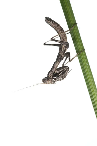 Mediterrâneo Mantis Chão Ameles Decolor Fundo Branco Itália — Fotografia de Stock