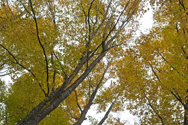 Floresta Faia Fagus Sylvatica Monte Amiata Outono Toscana Itália — Fotografia de Stock