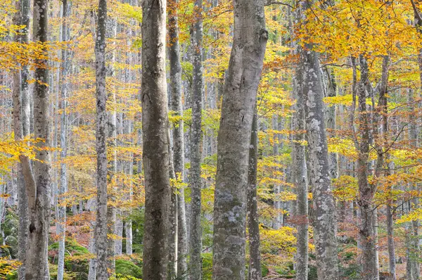 Monte Amiata, Tuscany, İtalya 'da Kayın Ormanı (Fagus sylvatica).